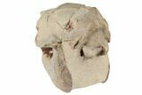 7.8" Fossil Horse (Mesohippus) Skull - South Dakota - #192495-7